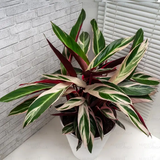 calathea 2.png