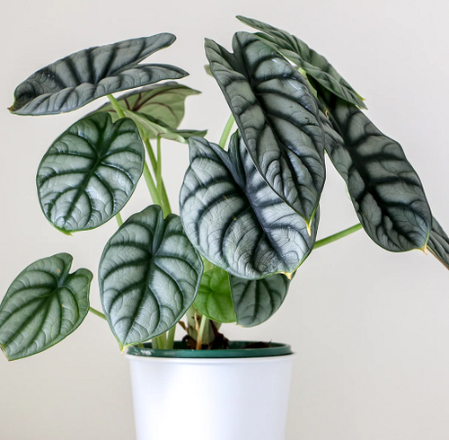 Alocasia Silver Dragon1.png