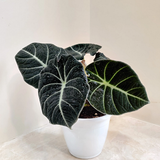 Alocasia1.png