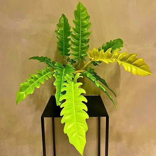 Philodendron 2.jpg