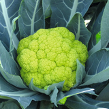 cauliflower 2.png