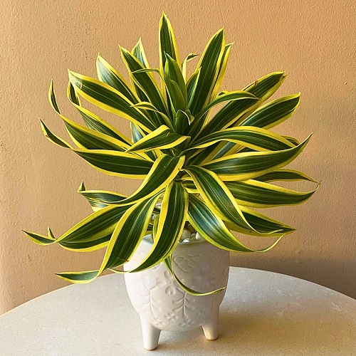 dracaena2.jpg