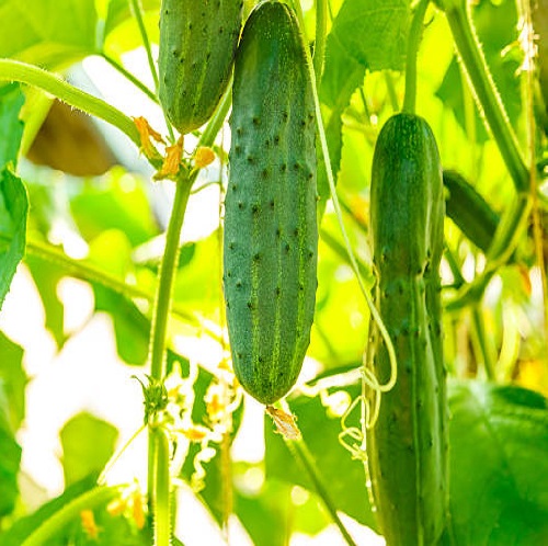 Fresh ripe cucumbers growing in greenhouse closeup.jpg
