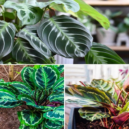 mixed calathea 2.jpg