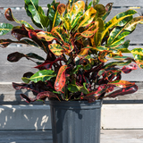 mixed Codiaeum 3.png