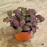 pink Fittonia 3.png