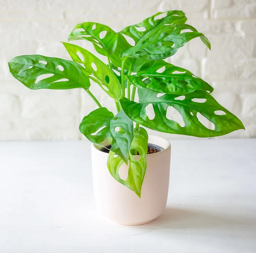 monstera 3.png