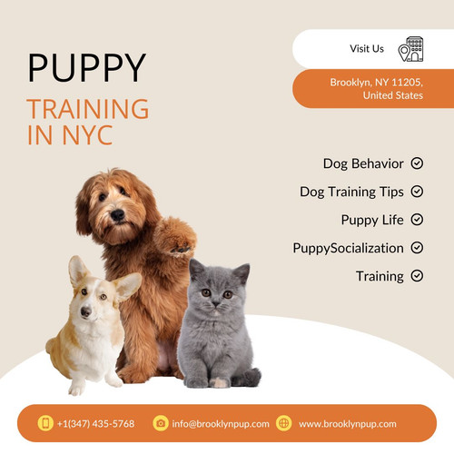 Puppy Training in NYC.jpg