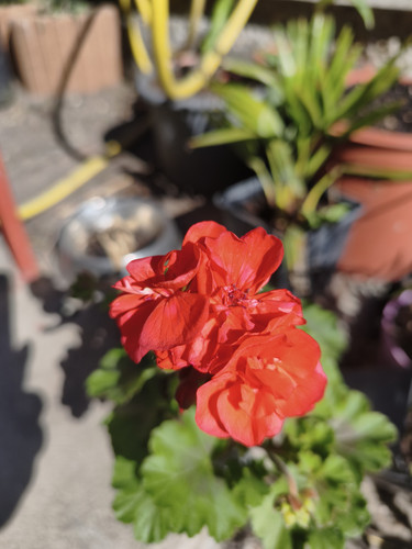 Stock Camera Vibrant mode.jpg