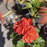 Stock Camera Vibrant mode