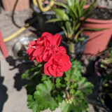 AGC 8.8 + normal 1x