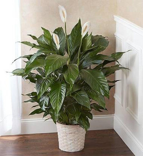 cloud farm hybrid and spathiphyl.jpg