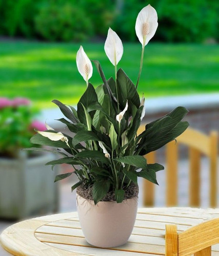yes perennial yes hybrid peaceli.jpg