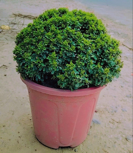 tebel kamni plant.jpg