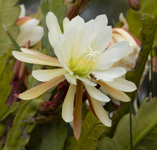 A closeup shot of a white orchid cactus with its leaves.jpg