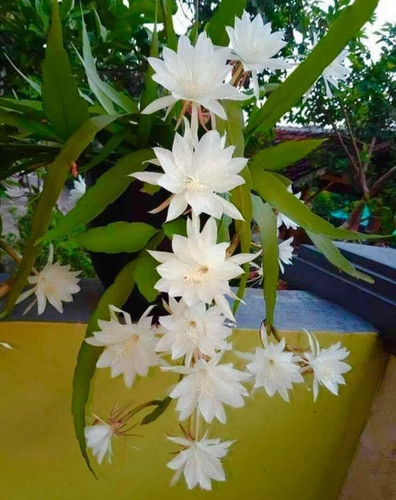 Greenery Nursery Brahma Kamal white Flower plant For Home and Graden (Pack Of 1).jpg