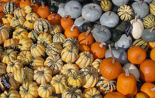 Squash or Pumpkin.jpg