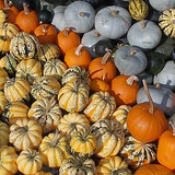 Squash or Pumpkin