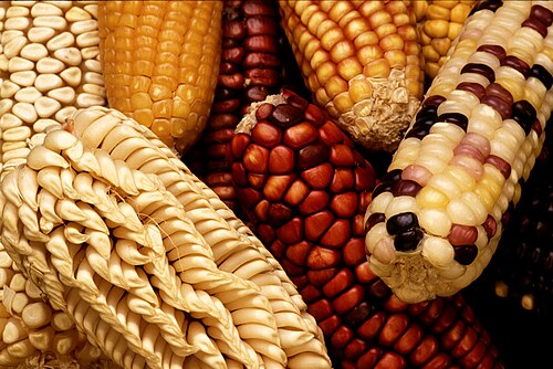 Maize or Corn.jpg
