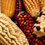 Maize or Corn