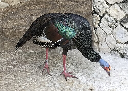 Turkey.jpg