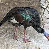Turkey