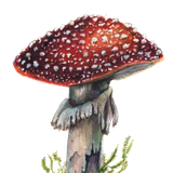 Amanita removebg preview.png