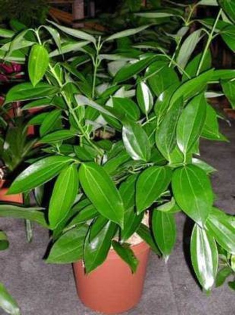 tej patta 001 1 jtnaturelife ori.jpg
