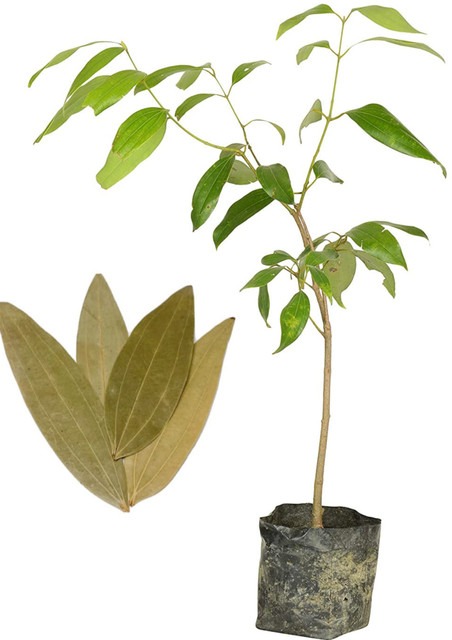 yes perennial yes bay leaf tej p.jpg