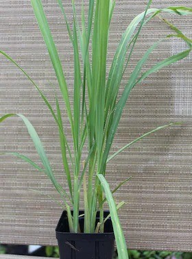 baishnab lemon grass plant lemon.jpg