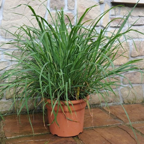 lemon grass 008.jpg