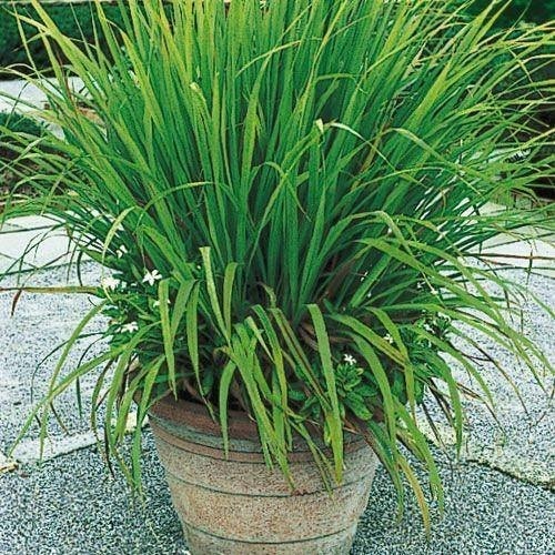 lemongrass cymbopogon citratus.jpg