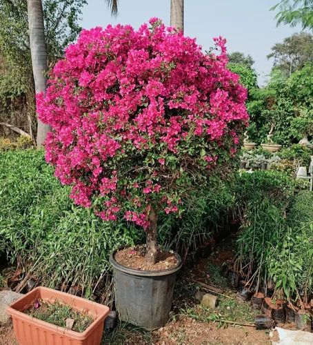 bougainvillea plant 500x500.jpg