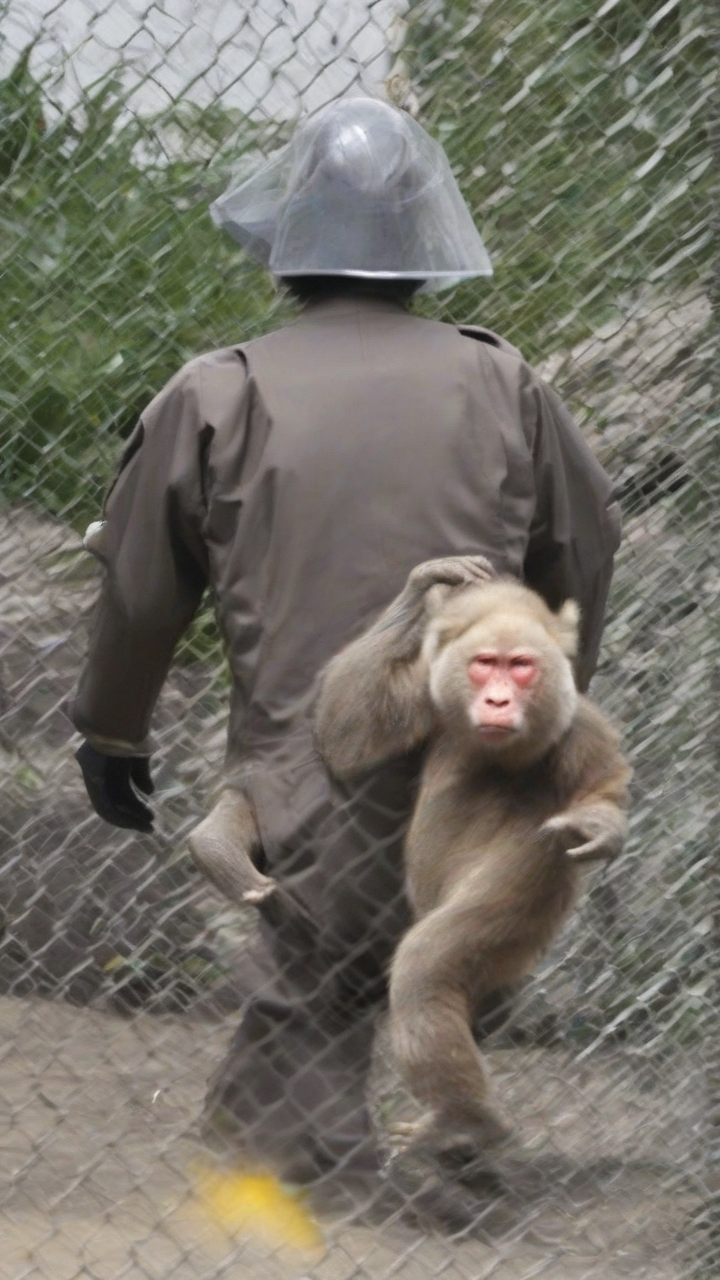 Japanese man arrested after wife incinerated at zoo
