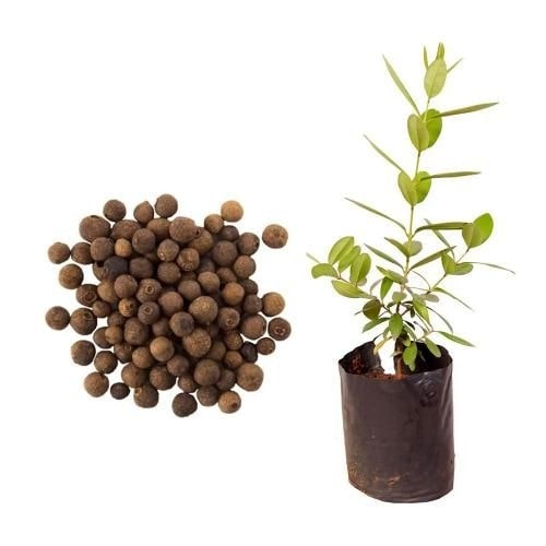 Muda de Pimenta da Jamaica 20 a 40cm AMK Plantas Online Photoroom.jpg