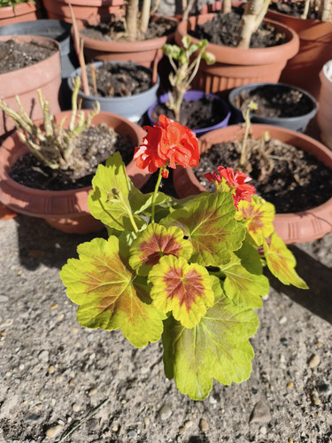 Stock Camera Vibrant - color test.jpg