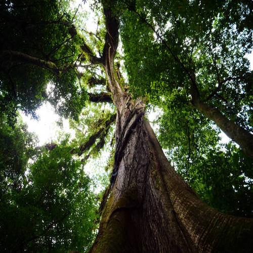 Giant Ceiba tree in Arenal National Park..jpg
