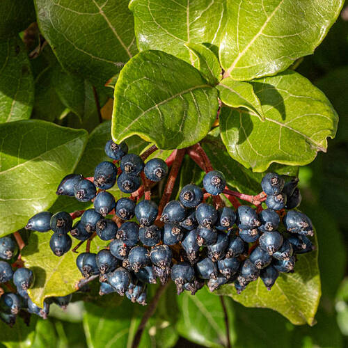 Viburnum lentago with blue-black berries.jpg