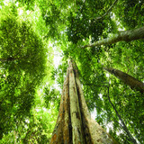 (Selective focus) Stunning view of some tropical trees with beautiful green crowns inside the tropic.jpg