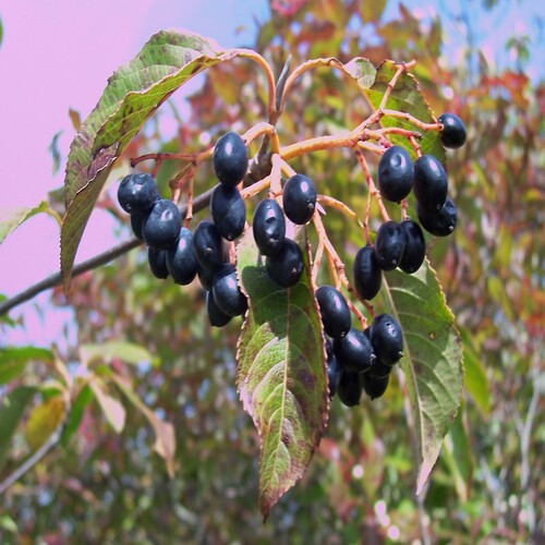 Nannyberry fruit.jpg
