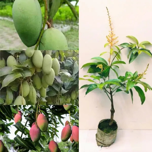 Thai All Time Graftad Dwarf Varieties Mango Plant 5XU6LMDWR6 2023 11 25 1.jpg