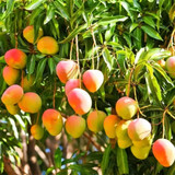 Miyazaki Mango plant.jpg