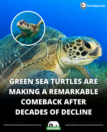 582. The green sea turtle has reportedly made a major recovery after decades of conservation work, w.png