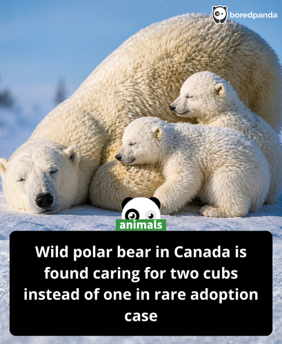 581. Scientists in Canada have documented a rare moment of polar bear motherhood after a female know.png