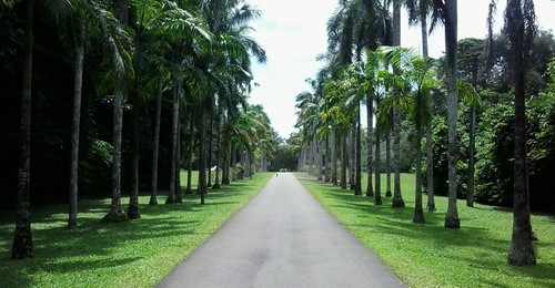 henarathgoda botanical garden large1.jpg
