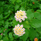 white lantana 2.png