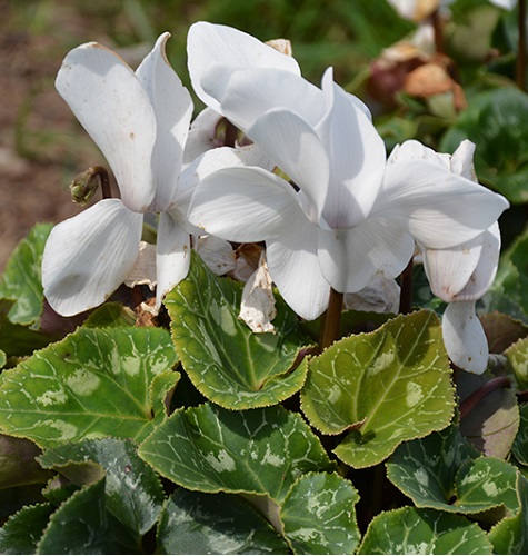white cyclamen1.jpg
