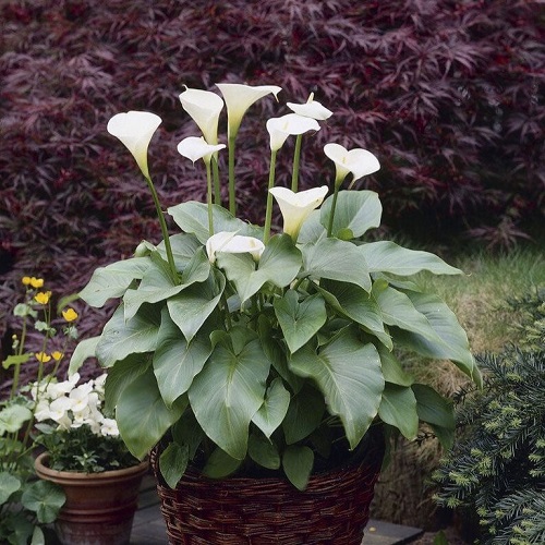 white calla lily 1.jpg