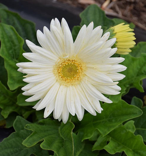 white gerbera daisy 1.jpg