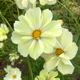 yellow cosmos1.png